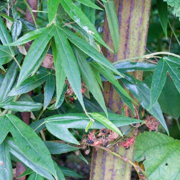 Rubus henryi var. bambusarum - Zarza