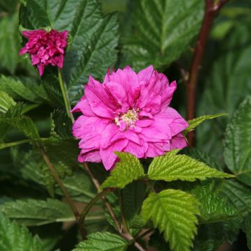 Rubus spectabilis Olympic Double - Zarza del salmon