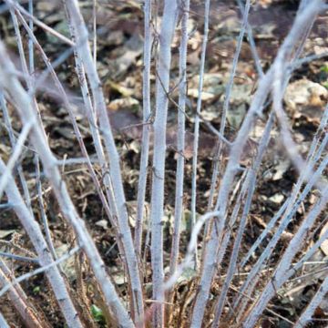 Rubus thibetanus Silver Fern - Zarza