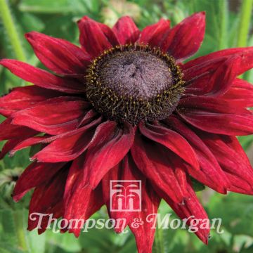 Rudbeckia hirta Cherry Brandy (semillas)