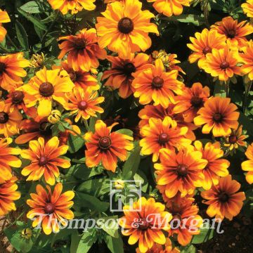 Rudbeckia hirta Rustic Dwarf Mixed