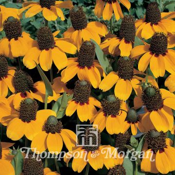 Rudbeckia amplexicaulis