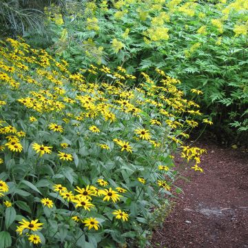 Rudbeckia fulgida Early Bird Gold