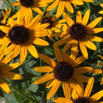 Rudbeckia fulgida var.sullivantii Little Goldstar