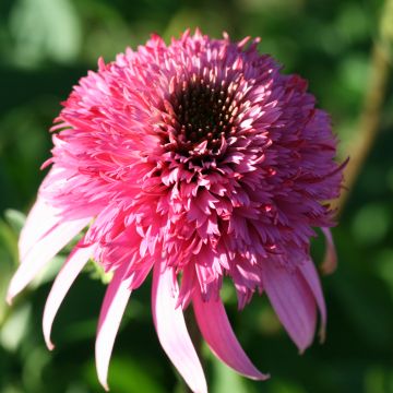 Echinacea purpurea Razzmatazz