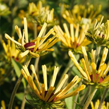 Rudbeckia subtomentosa Little Henry