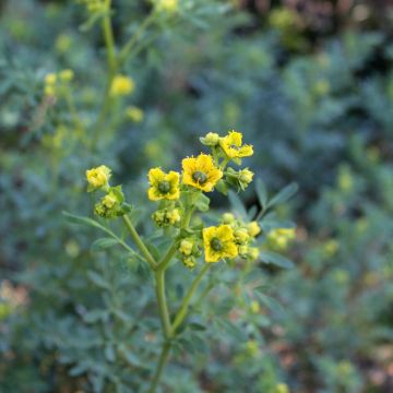 Ruda - Ruta graveolens