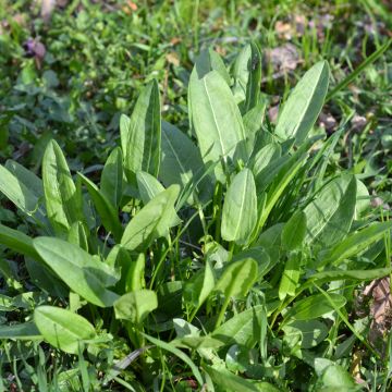 Acedera común - Rumex acetosa