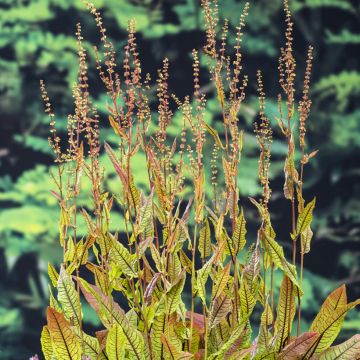 Rumex - Rumex sauvignea