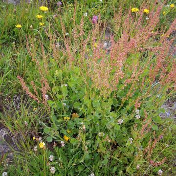 Acedera romana Bio - Rumex scutatus