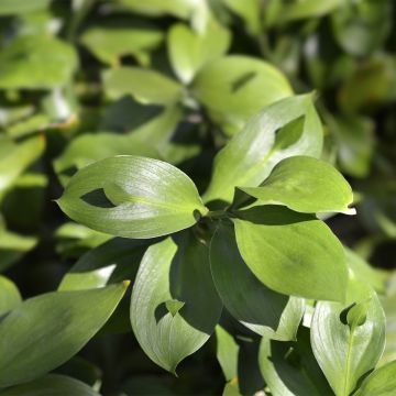 Ruscus hypoglossum - Brusco de hojas anchas