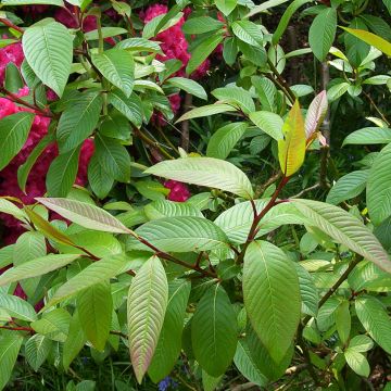 Salix moupinensis - Sauce