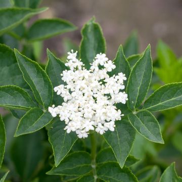 Saúco negro var. albida - Sambucus nigra