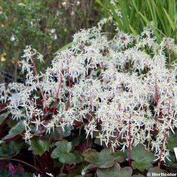 Saxifraga fortunei Rubrifolia - Saxífraga