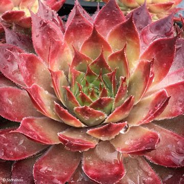 Sempervivum Chick Charms Butterscotch Baby