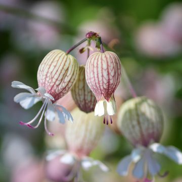 Silene vulgaris - Hierba del corazón