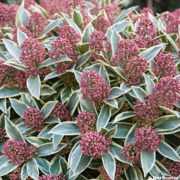 Skimmia japonica Magic Marlot - Esquimia