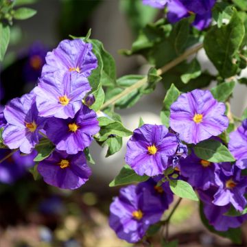 Solanum rantonnetii - Solano de flor azul