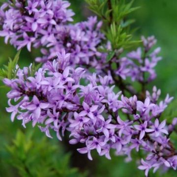 Syringa afghanica - Lila