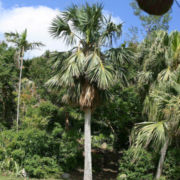 Sabal bermudana - Palmera de las Bermudas