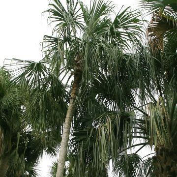 Sabal mauritiiformis - Palmera