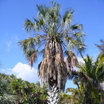 Sabal uresana - Sonora palmetto