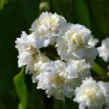 Sagittaria sagittifolia Flore Pleno - Flecha de agua