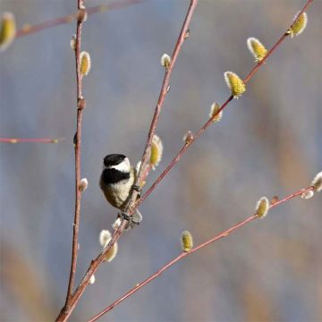 Salix acutifolia Blue Streak - Sauce