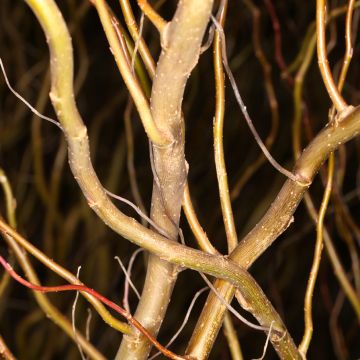 Saule blanc tortueux - Salix alba Dart's Snake