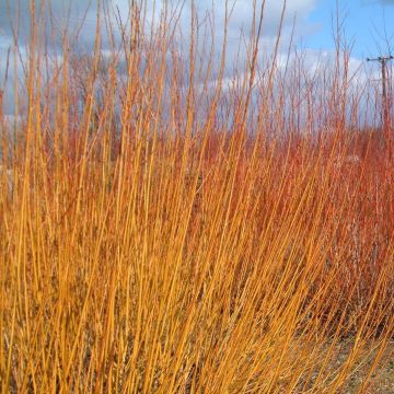 Salix alba var. Vitellina - Sauce blanco