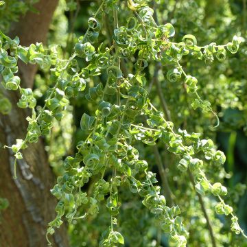 Salix babylonica Crispa - Sauce llorón