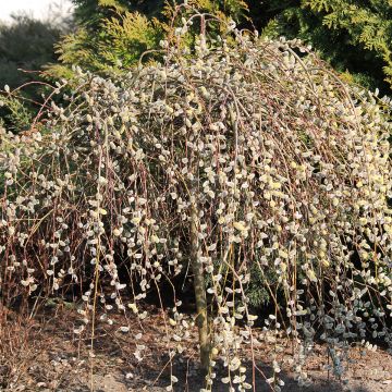 Salix caprea Curly Locks - Sauce cabruno llorón