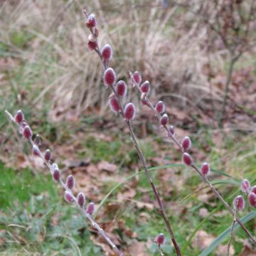 Salix gracilistyla Mount Aso - Sauce