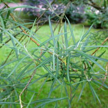 Salix elaeagnos Angustifolia - Sauce gris