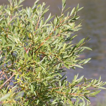 Salix exigua - Sauce de hojas angostas