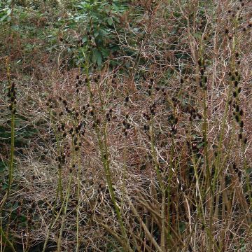 Salix gracilistyla - Sauce