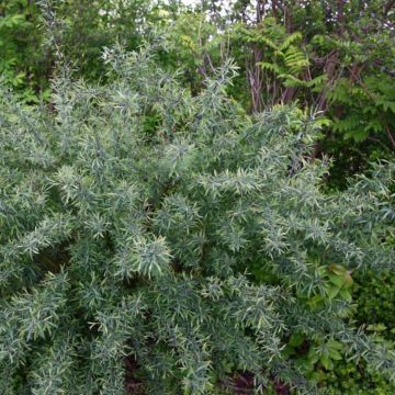 Salix purpurea Nana - Mimbrera púrpura