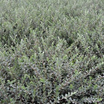 Salix repens Nitida - Sauce rastrero