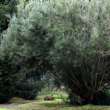 Salix rosmarinifolia - Sauce de hojas de romero