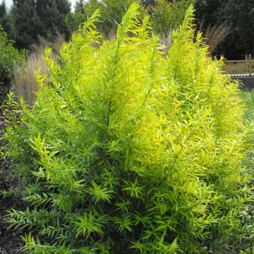 Salix sachalinensis Golden Sunshine - Sauce