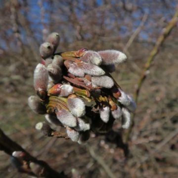 Salix sachalinensis Sekka - Sauce