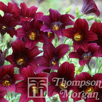 Salpiglossis sinuata Black Trumpets - Panza de burro