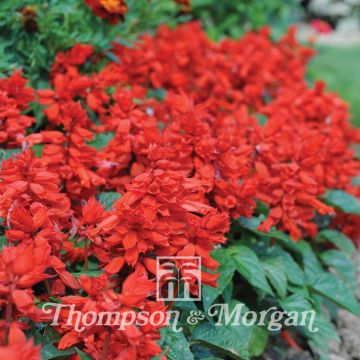 Salvia splendens Blaze Of Fire - Banderilla