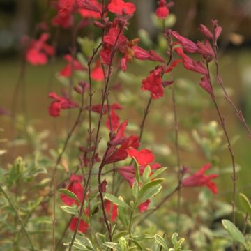 Salvia microphylla Caramba - Salvia rosa