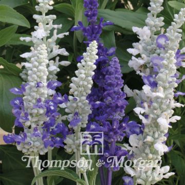 Salvia farinacea Seascape Mixed - Salvia azul