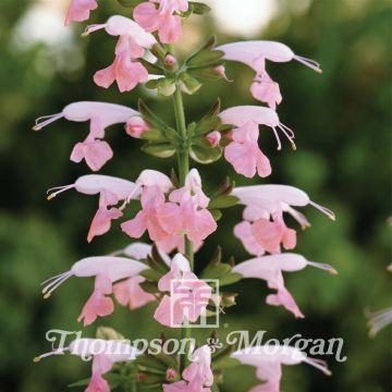 Salvia coccinea Summer Jewel Pink - Flor de Jericó