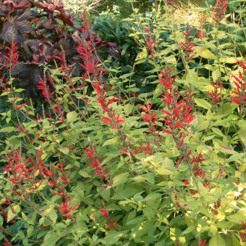 Salvia piña Golden Delicious