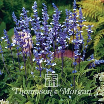 Salvia farinacea Fairy Queen - Salvia azul