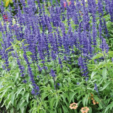 Salvia farinacea Saga bleue - Salvia azul