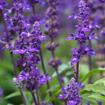 Salvia farinacea Victoria Blue - Salvia azul